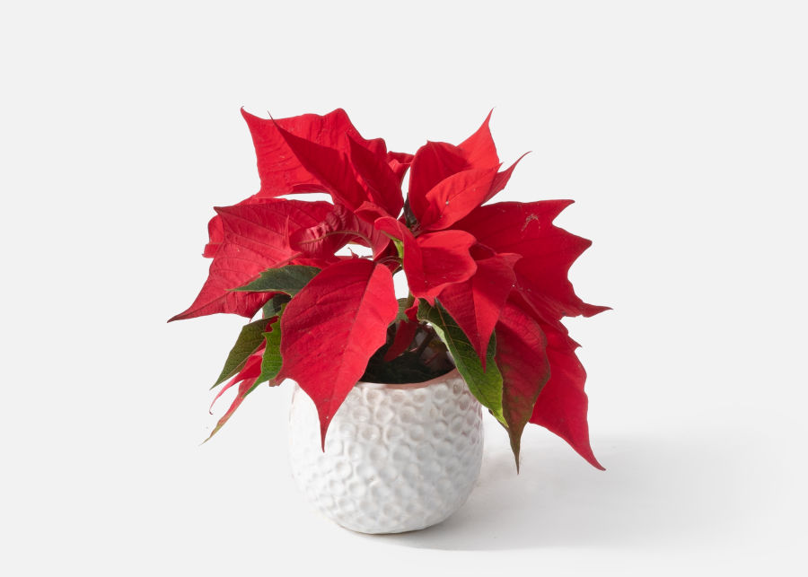 Full View of The Poinsettia image number 0